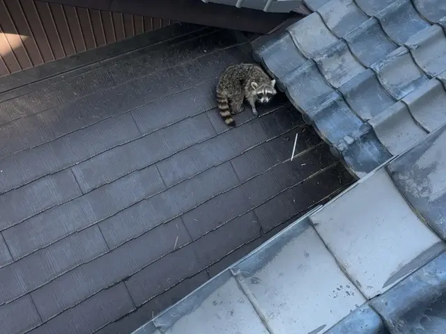 【害獣防除は屋根のプロにお任せ下さい】侵入経路をしっかり閉鎖！解決まで必ず防除！サービスの画像