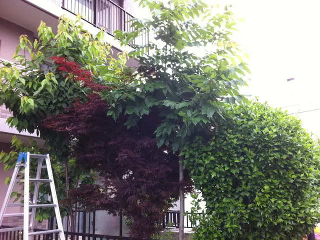 伐採・抜根＜女性スタッフ同行OK＞年中無休でご対応中サービスの画像