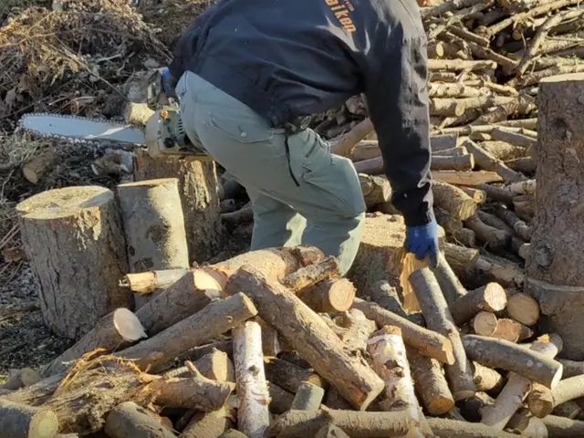 伐採・抜根＜女性スタッフ同行OK＞年中無休でご対応中サービスの画像