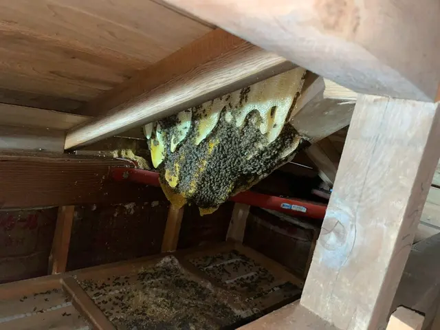 即日可！問合せ下さい！市販薬は使いません！強力な薬剤で即日駆除！実績3000件！サービスの画像