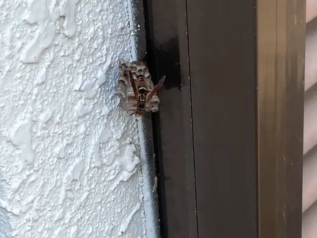 即日可！問合せ下さい！市販薬は使いません！強力な薬剤で即日駆除！実績3000件！サービスの画像