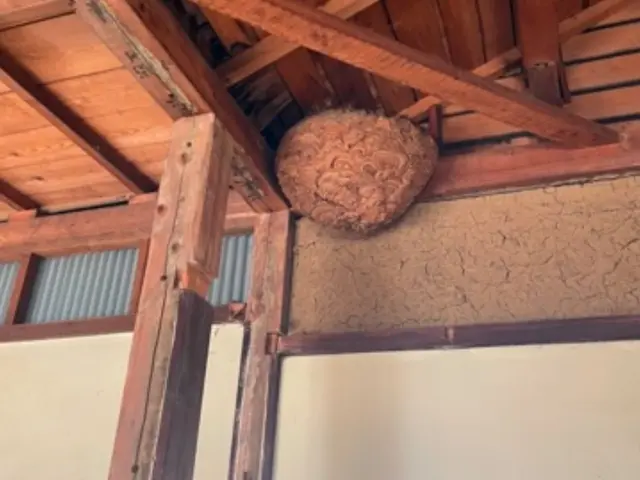 即日可！問合せ下さい！市販薬は使いません！強力な薬剤で即日駆除！実績3000件！サービスの画像