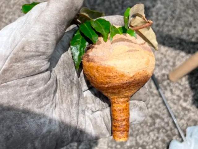 即日可！問合せ下さい！市販薬は使いません！強力な薬剤で即日駆除！実績3000件！サービスの画像