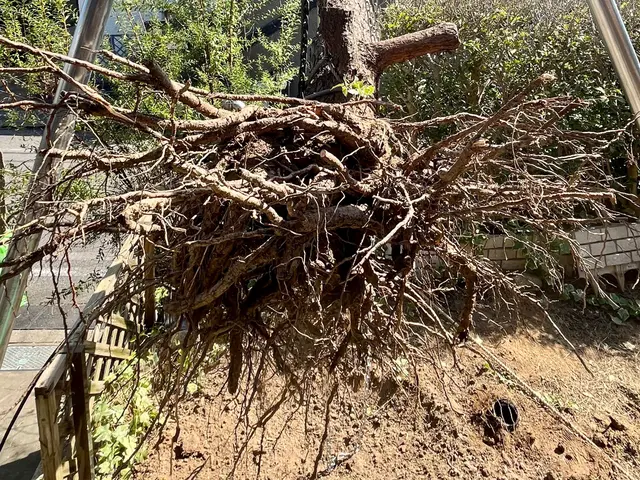 【グリーンいわい】１級造園技能士があなたのお庭をスッキリいたします！サービスの画像