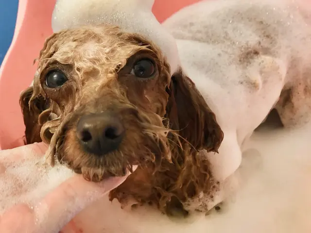 経験豊富なグルーマーがご自宅へシャンプーしに伺います。サービスの画像