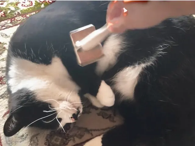 経験豊富なグルーマーがご自宅へシャンプーしに伺います。サービスの画像