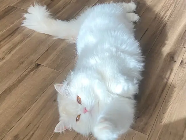 東京★猫ちゃんの心に寄り添う★ペットシッターの様子を度々TVに紹介して頂きましたサービスの画像