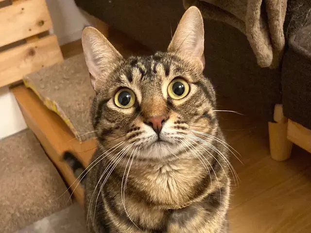 東京★猫ちゃんの心に寄り添う★ペットシッターの様子を度々TVに紹介して頂きましたサービスの画像