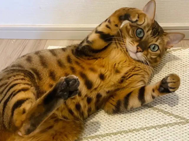 東京★猫ちゃんの心に寄り添う★ペットシッターの様子を度々TVに紹介して頂きましたサービスの画像