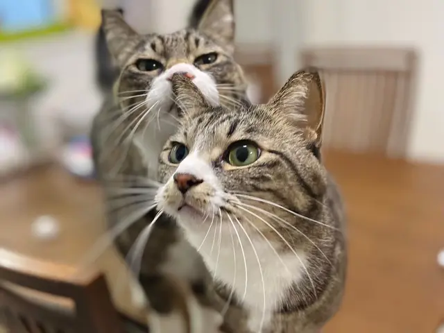 東京★猫ちゃんの心に寄り添う★ペットシッターの様子を度々TVに紹介して頂きましたサービスの画像