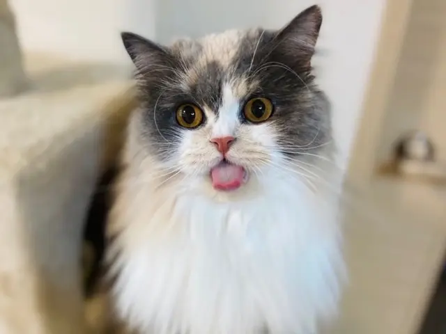 東京★猫ちゃんの心に寄り添う★ペットシッターの様子を度々TVに紹介して頂きましたサービスの画像