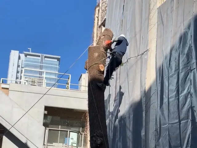 信頼と実績の10年！あなたの庭を美しく整えるプロフェッショナルサービス◎サービスの画像