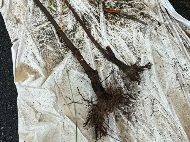 信頼と実績の10年！あなたの庭を美しく整えるプロフェッショナルサービス◎サービスの画像