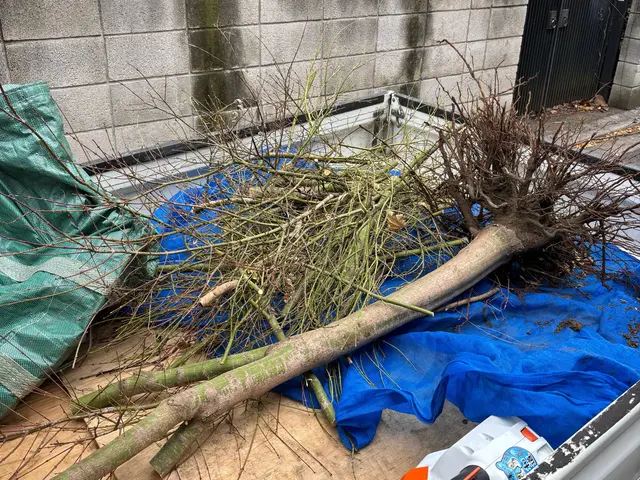 信頼と実績の10年！あなたの庭を美しく整えるプロフェッショナルサービス◎サービスの画像