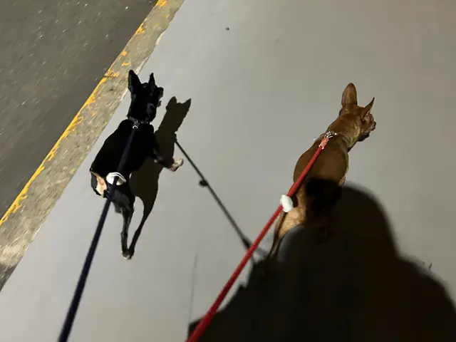 大阪市の訪問型ペットお世話サービス！サービスの画像