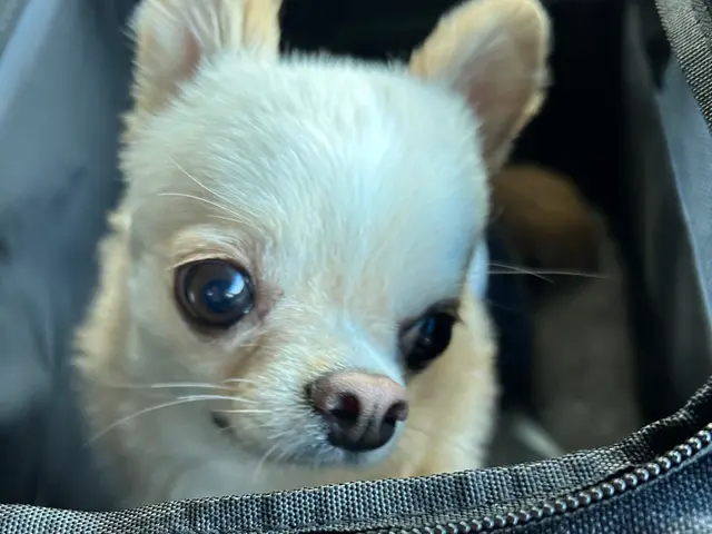 大阪市の訪問型ペットお世話サービス！サービスの画像