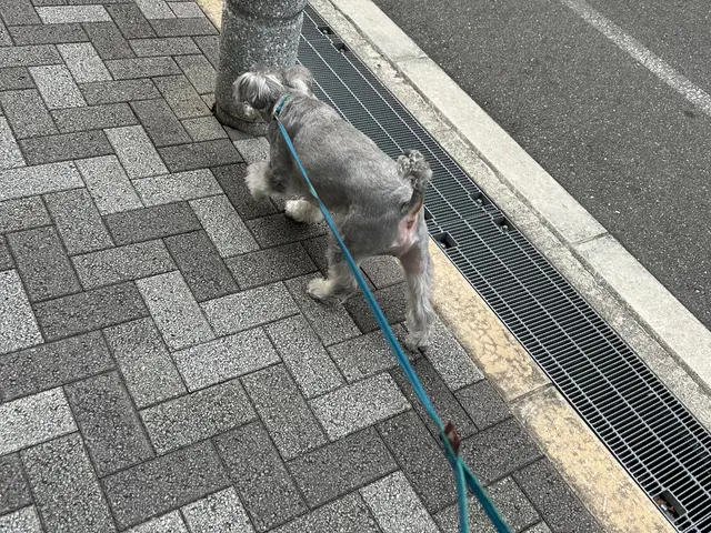 大阪市の訪問型ペットお世話サービス！サービスの画像