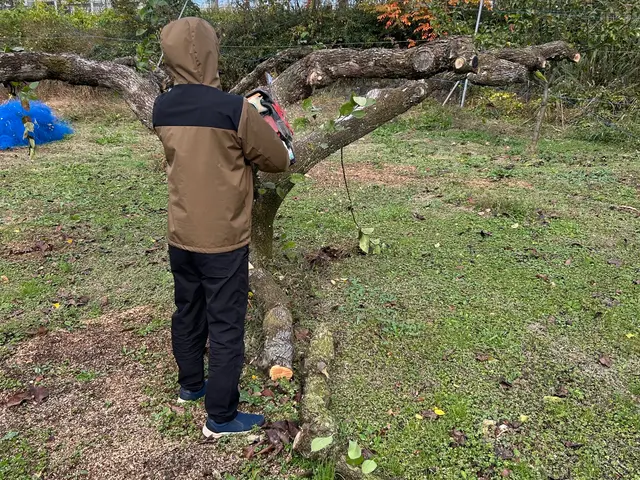 日頃は日本一きれいな梨園を目指して梨栽培をしてます。サービスの画像