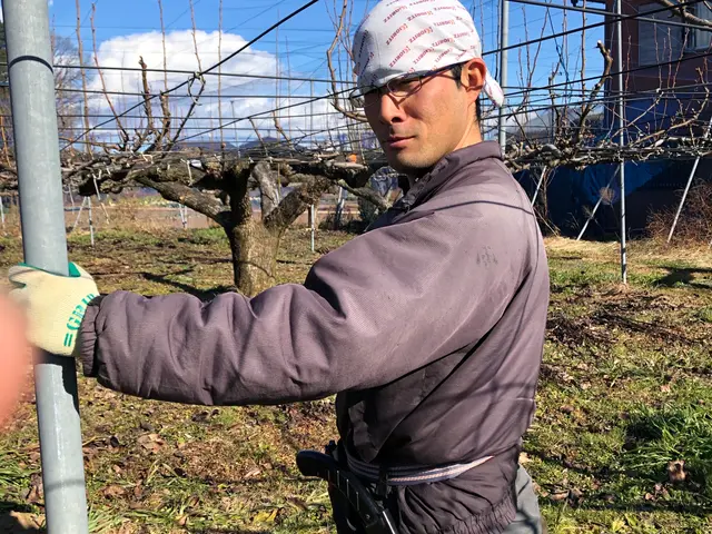 日頃は日本一きれいな梨園を目指して梨栽培をしてます。サービスの画像