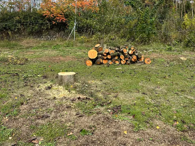 日頃は日本一きれいな梨園を目指して梨栽培をしてます。サービスの画像