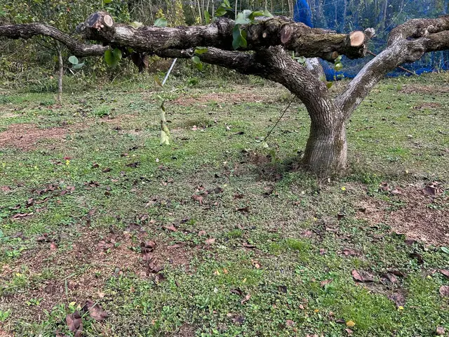 日頃は日本一きれいな梨園を目指して梨栽培をしてます。サービスの画像