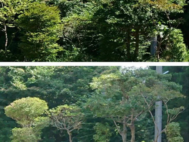 生垣の剪定サービスの画像