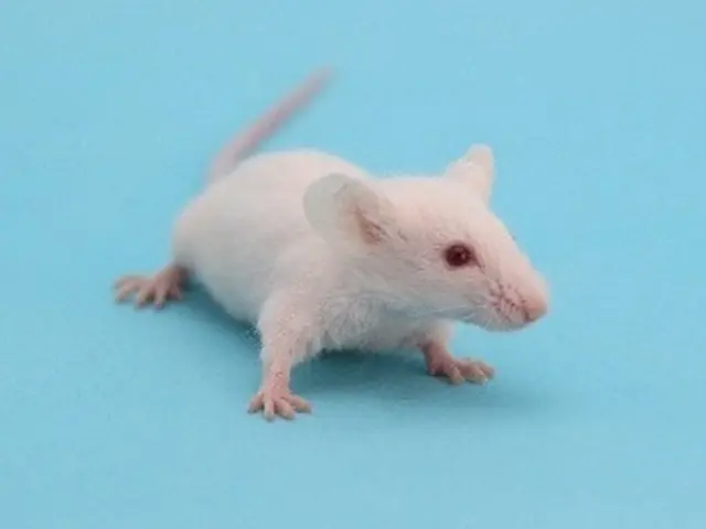 ネズミから大切な家と家族をお助けいたします！ご不明な点を丁寧にご説明致します♬サービスの画像