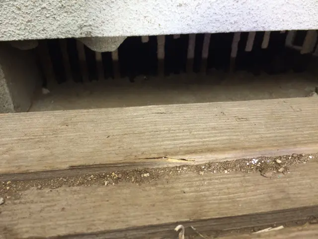 ネズミから大切な家と家族をお助けいたします！ご不明な点を丁寧にご説明致します♬サービスの画像