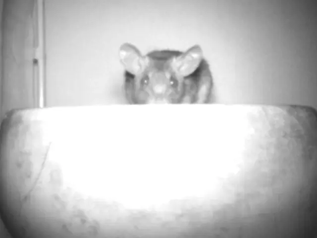 ネズミから大切な家と家族をお助けいたします！ご不明な点を丁寧にご説明致します♬サービスの画像