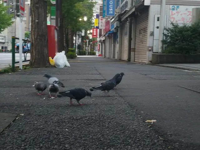 【業界経験30年以上の経験と実績】　　ころさない防鳥対策はおまかせくださいサービスの画像