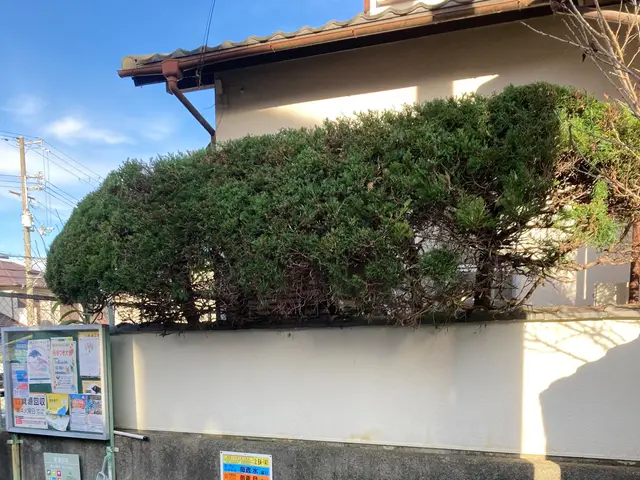 職人っぽくないフランクな対応が売りです！当日対応可能な剪定サービスサービスの画像