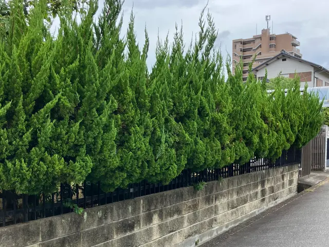 職人っぽくないフランクな対応が売りです！当日対応可能な剪定サービスサービスの画像