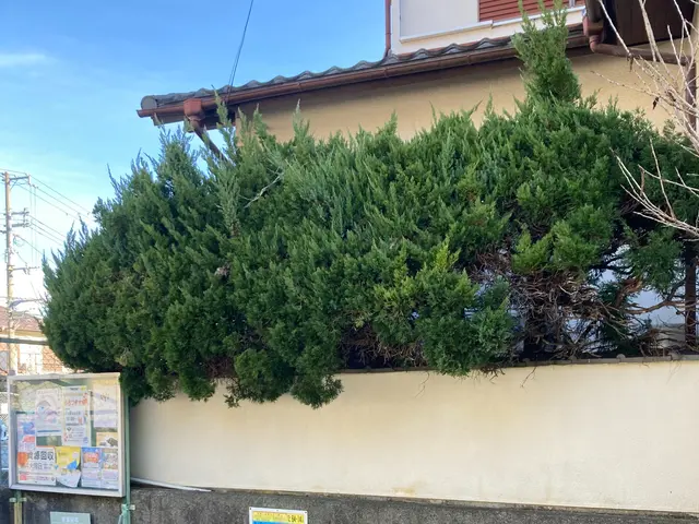 職人っぽくないフランクな対応が売りです！当日対応可能な剪定サービスサービスの画像