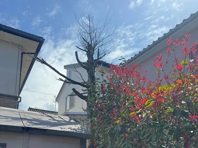 造園会社で6年経験◎安全に丁寧に伐採を心掛けます！サービスの画像