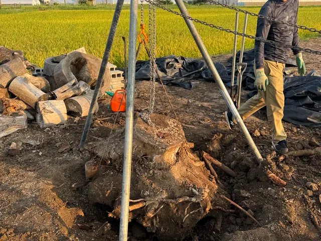 造園会社で6年経験◎安全に丁寧に伐採を心掛けます！サービスの画像