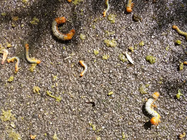 《キオビエダシャクも駆除可能》完全自社施工◆営業時間外・対応地域外のご相談OK！サービスの画像