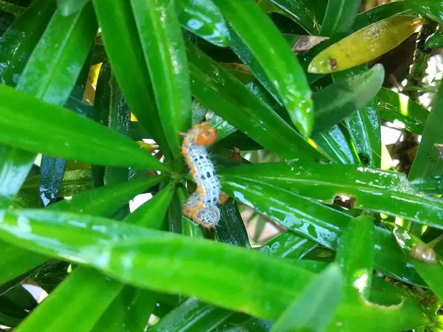 《キオビエダシャクも駆除可能》完全自社施工◆営業時間外・対応地域外のご相談OK！サービスの画像