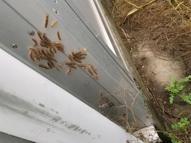 《キオビエダシャクも駆除可能》完全自社施工◆営業時間外・対応地域外のご相談OK！サービスの画像