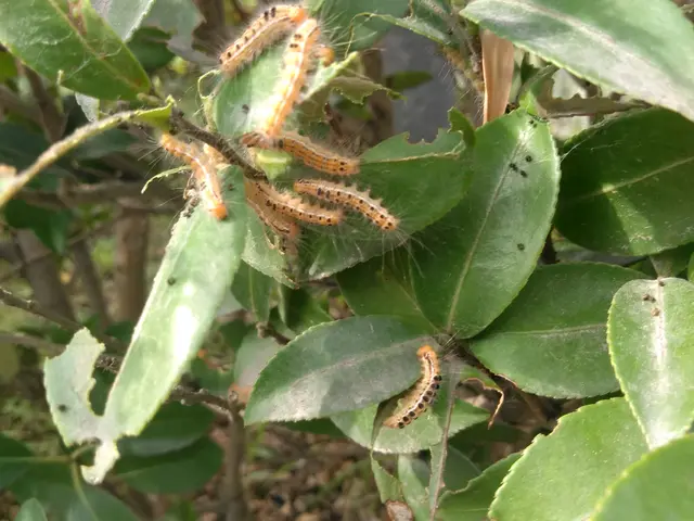 《キオビエダシャクも駆除可能》完全自社施工◆営業時間外・対応地域外のご相談OK！サービスの画像