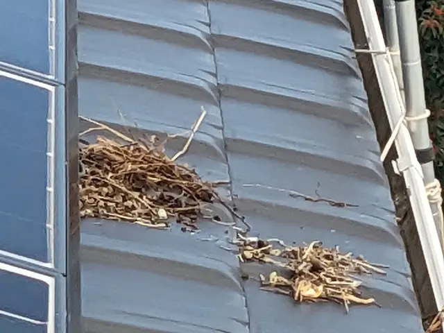 【年中無休】太陽光発電システムへのハト被害対策を得意としております。サービスの画像