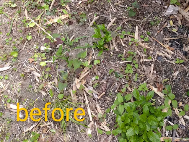 ☆業歴20年　一級造園施工管理技士が対応！【スッキリ•爽やかなお庭にします！】☆サービスの画像