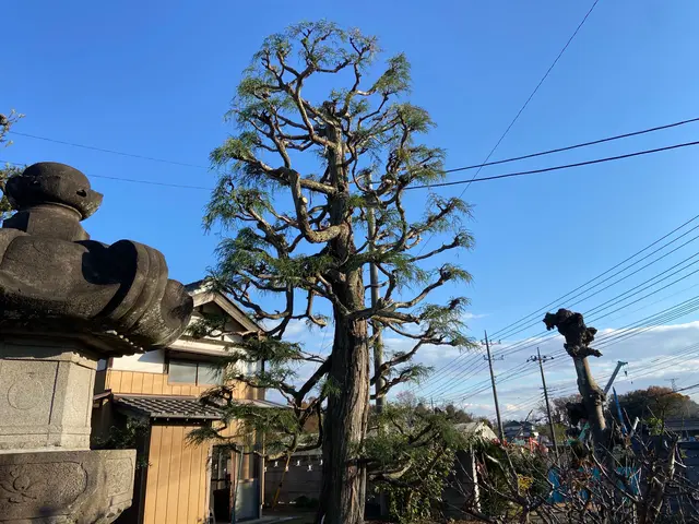 【業歴16年】１級造園技能士があなたのお庭をスッキリ致します。サービスの画像