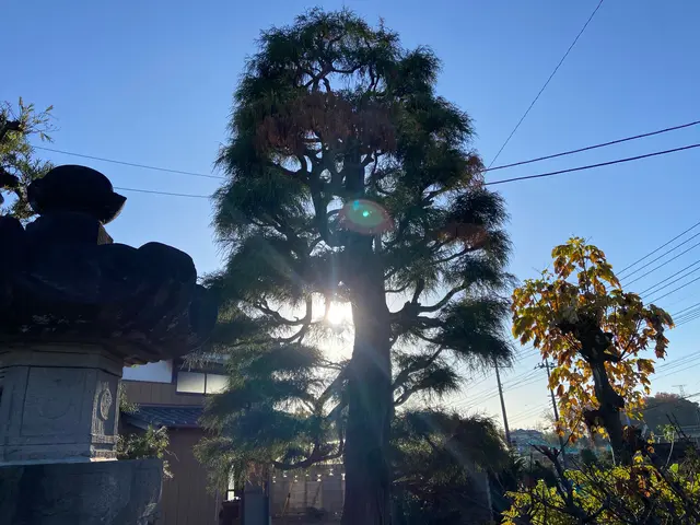 【業歴16年】１級造園技能士があなたのお庭をスッキリ致します。サービスの画像