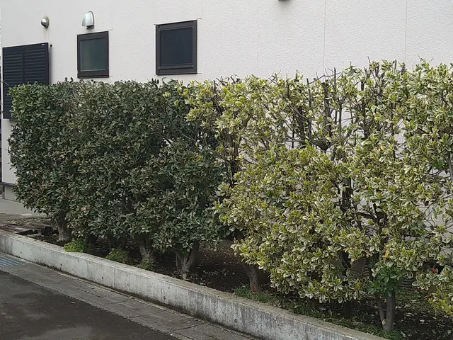 ◆庭木の剪定サービスの画像