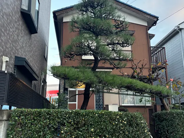 【CODIT理論】30年の経験と何千本の実績！CODIT剪定で樹木に優しいサービスの画像