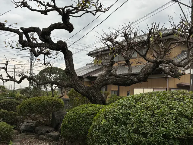 【CODIT理論】30年の経験と何千本の実績！CODIT剪定で樹木に優しいサービスの画像