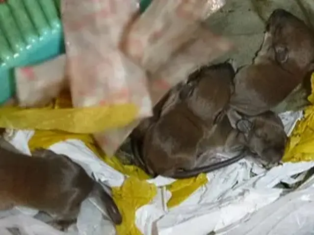 ネズミ駆除歴10年以上の有資格者多数在籍【事前見積り無料】【事前調査可能】サービスの画像