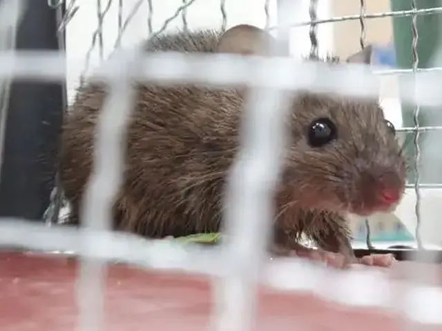 ネズミ駆除歴10年以上の有資格者多数在籍【事前見積り無料】【事前調査可能】サービスの画像