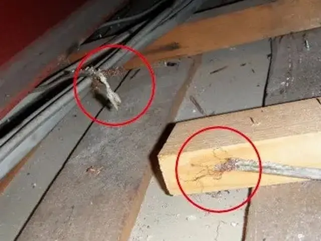 ネズミ駆除歴10年以上の有資格者多数在籍【事前見積り無料】【事前調査可能】サービスの画像