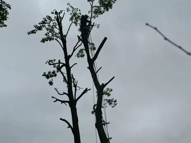 庭木、森林伐採などお任せ下さい！サービスの画像